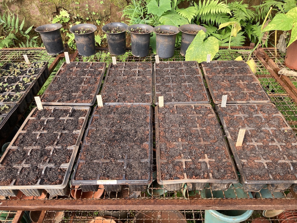 Uma mesa com várias bandejas de mudas de plantas recém plantadas (só aparece a terra)