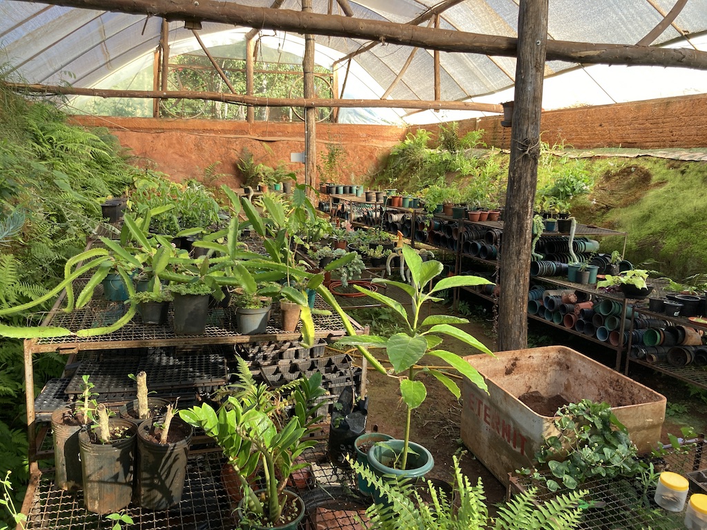 Um local cheio de mudas de plantas