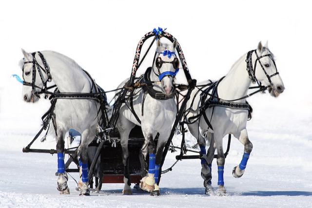 Three horses pulling a cart. A Troika in Russian